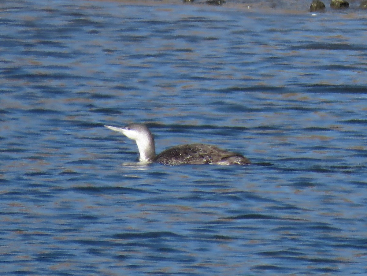 Red-throated Loon - Naresh Satyan