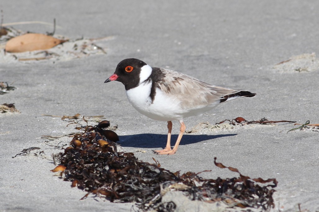 Hooded Plover - Robert Hamilton