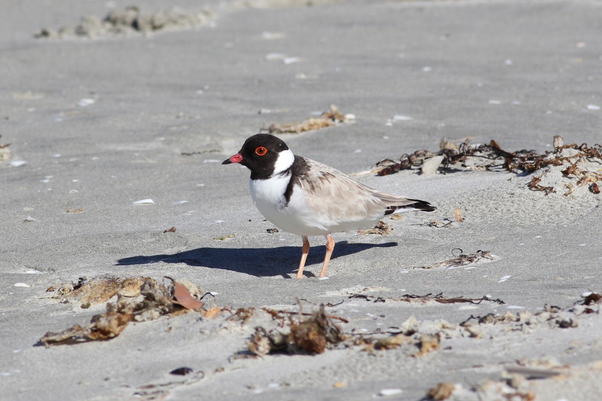 Hooded Plover - Robert Hamilton