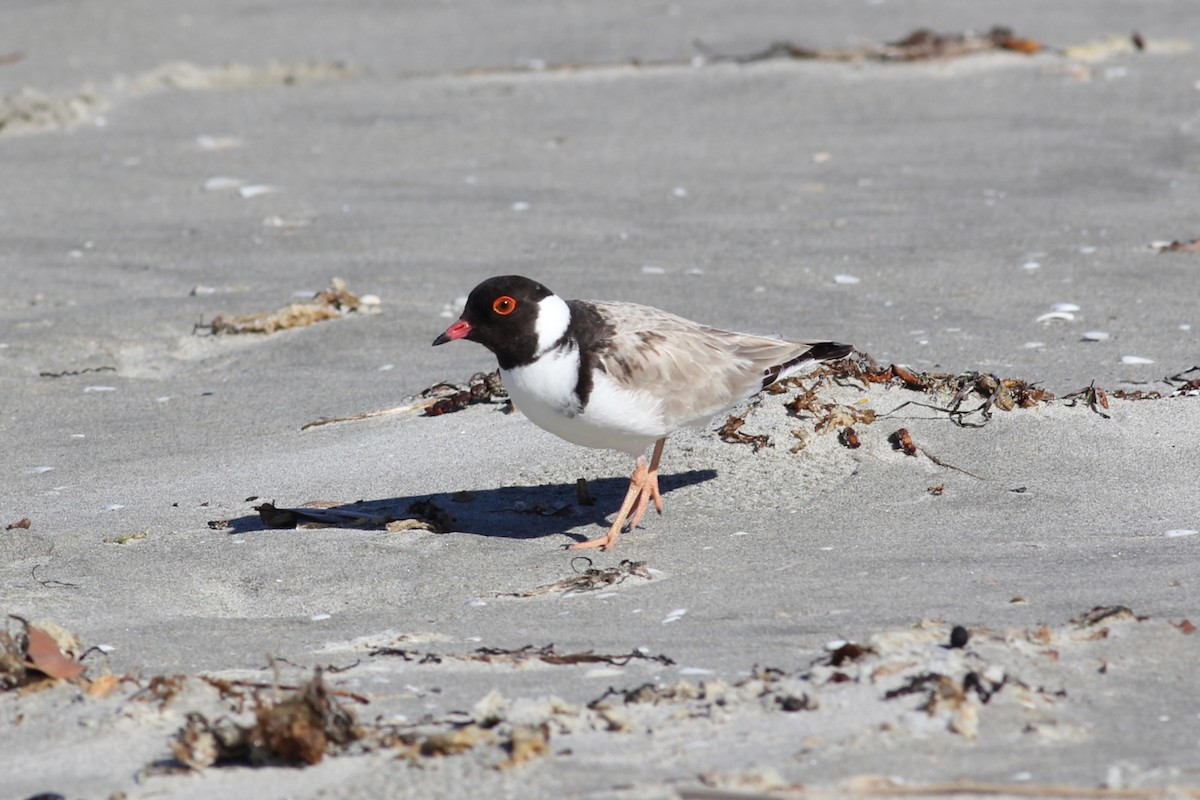 Hooded Plover - Robert Hamilton