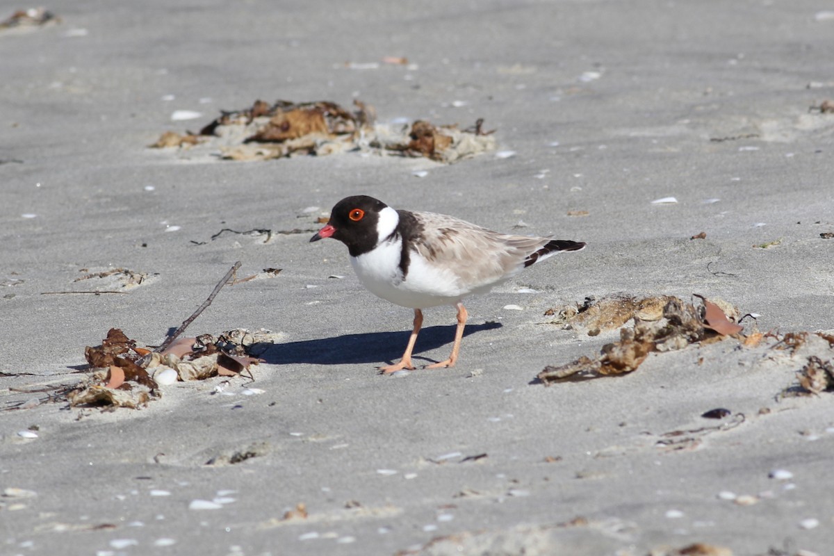 Hooded Plover - Robert Hamilton