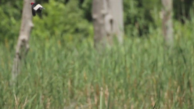 Red-headed Woodpecker - ML289103991