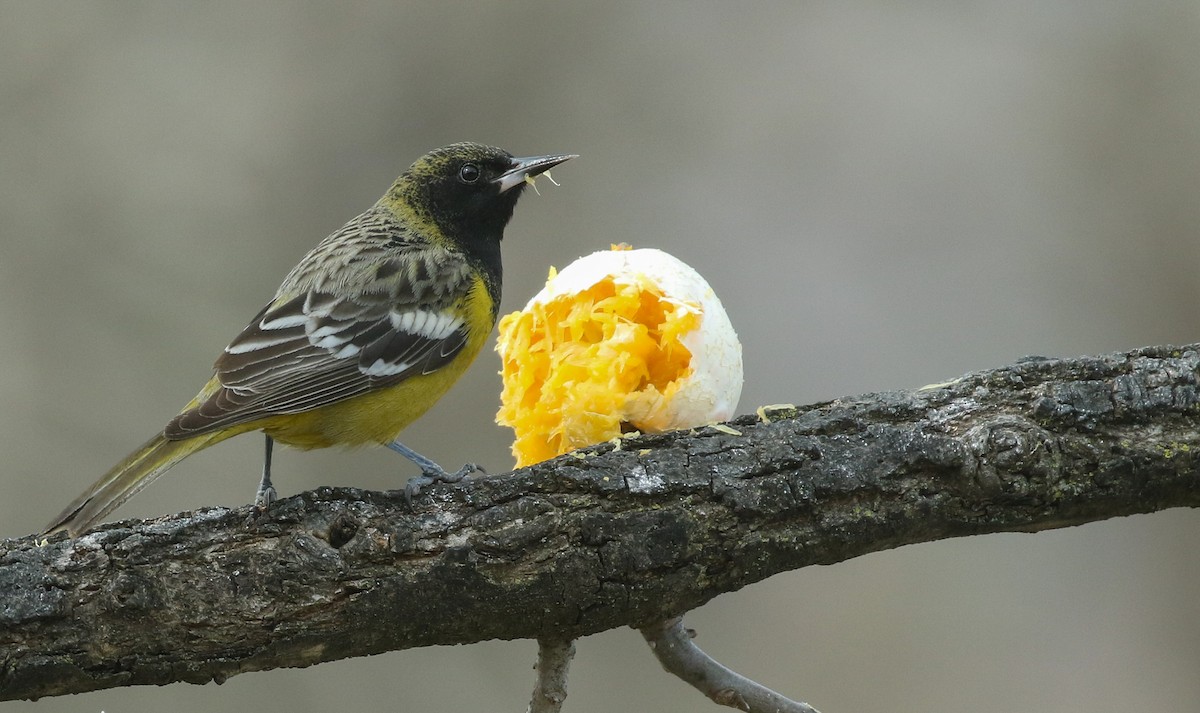 Oriole jaune-verdâtre - ML289105111