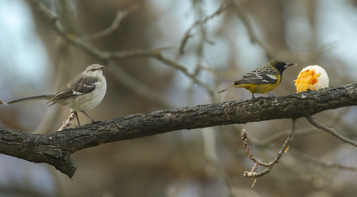 Oriole jaune-verdâtre - ML289105131