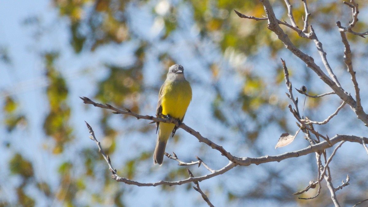 Couch's Kingbird - ML289107201