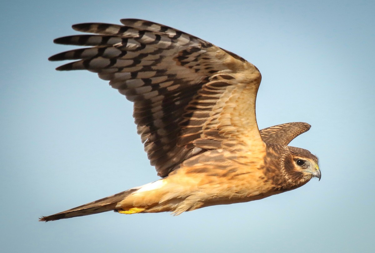 Northern Harrier - ML289107321