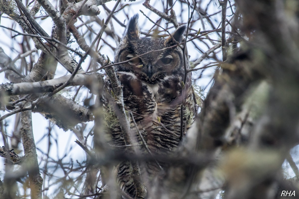 Great Horned Owl - ML289108631