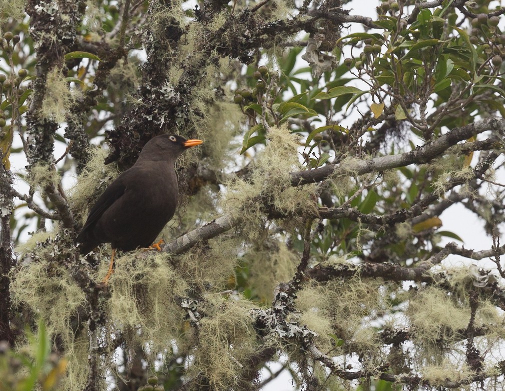 Sooty Thrush - ML289108781