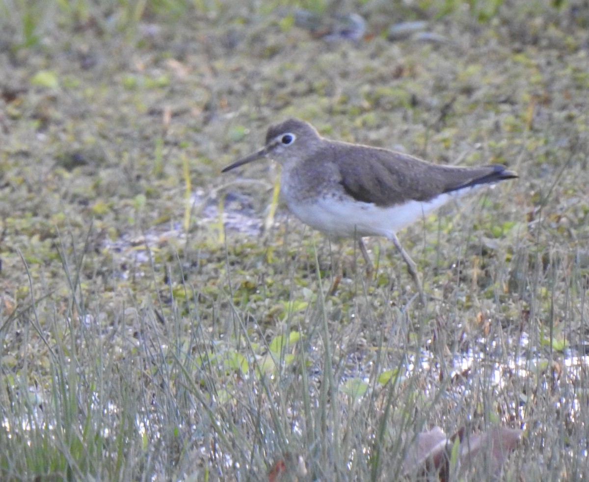 Solitary Sandpiper - ML289108991