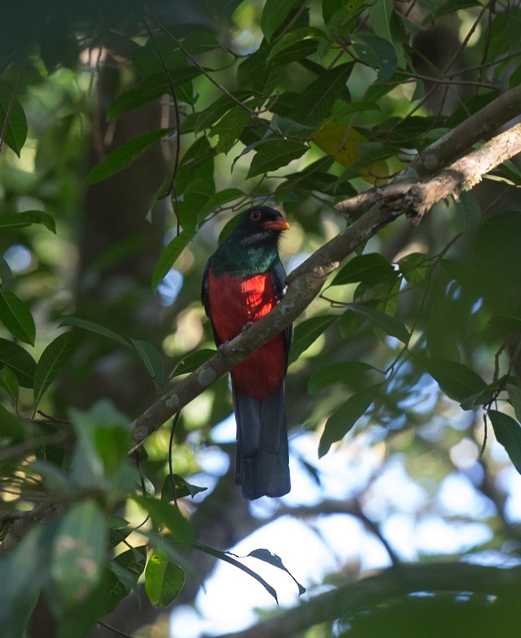 Slaty-tailed Trogon - ML289109031