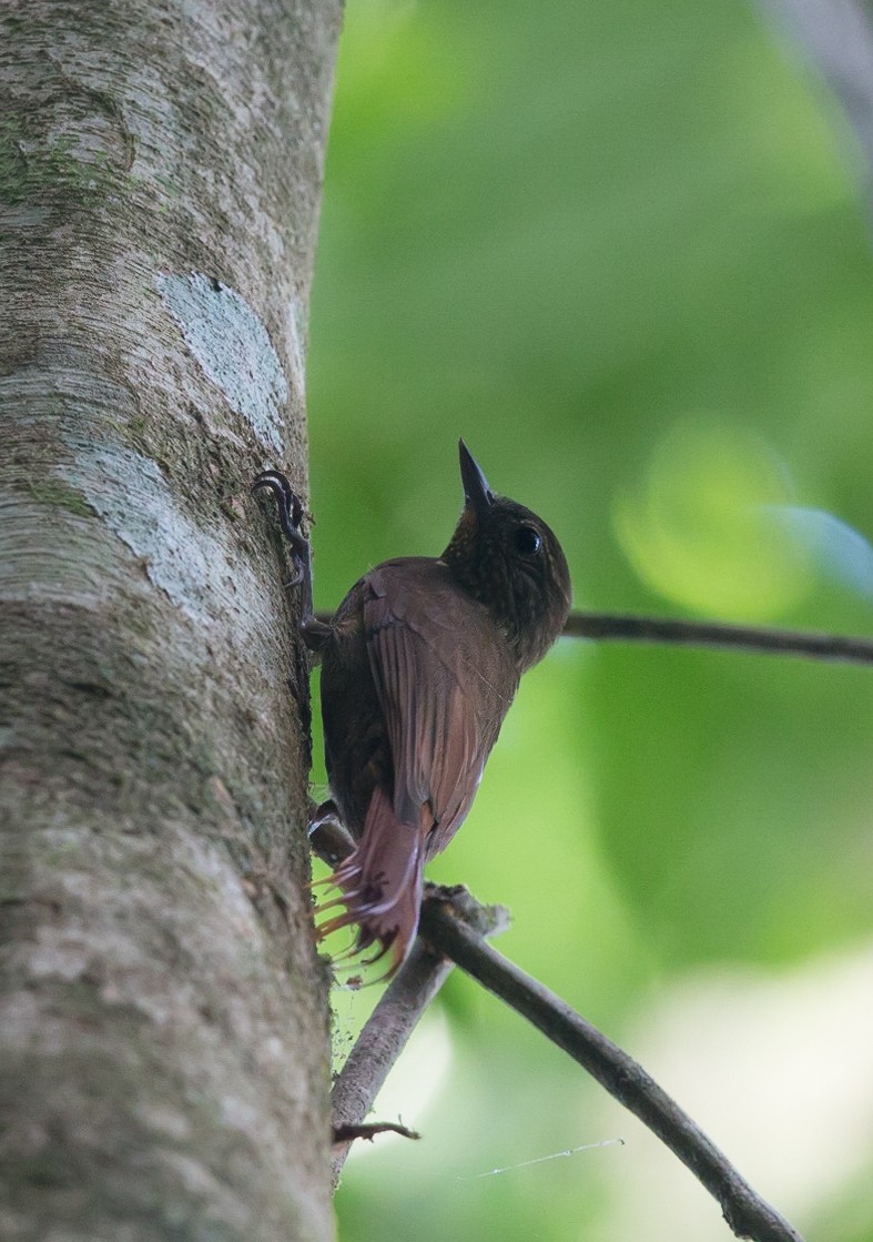 Wedge-billed Woodcreeper - ML289109241