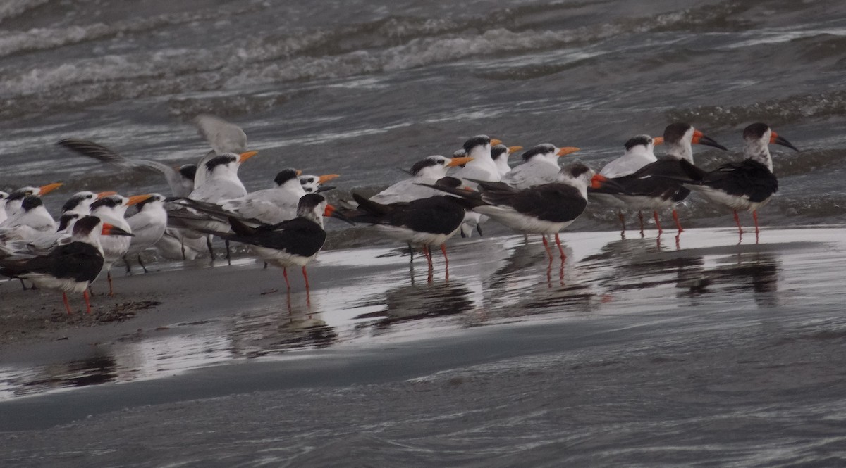 Black Skimmer - ML289109281