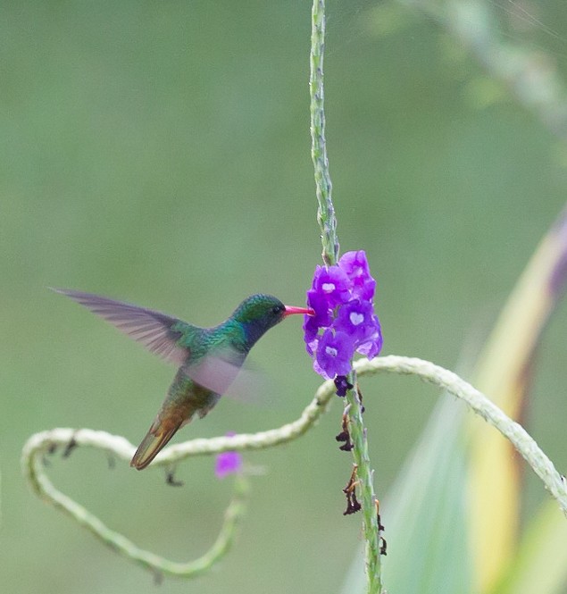 Colibri d'Élicia - ML289109621