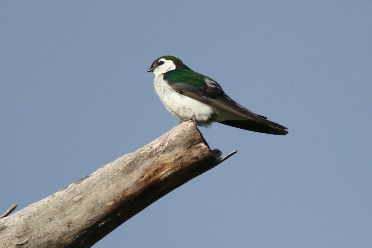 Violet-green Swallow - Ken Oeser