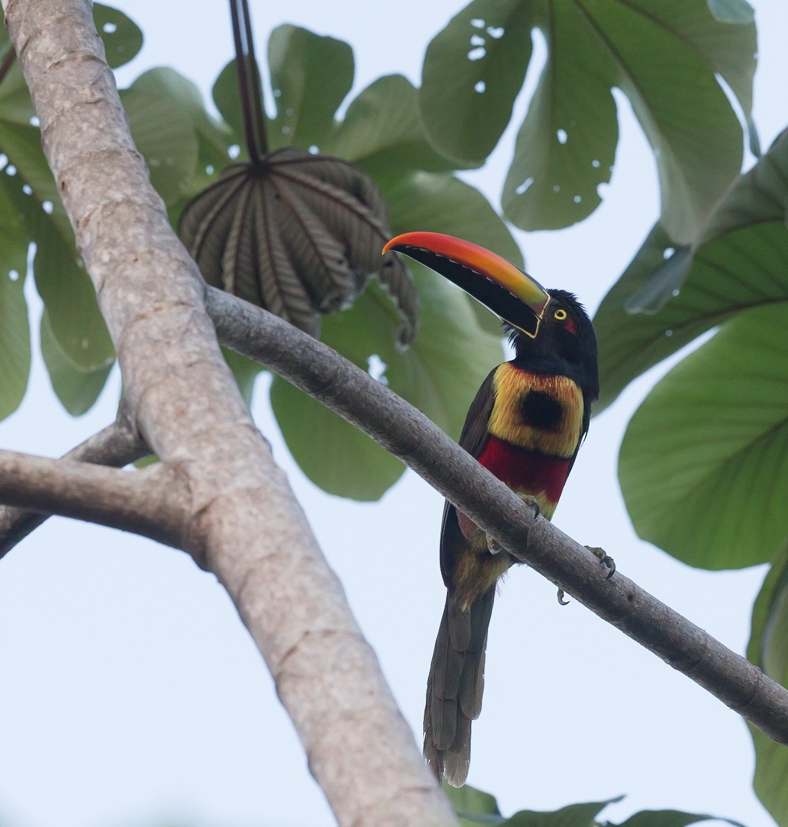 Fiery-billed Aracari - ML289110161
