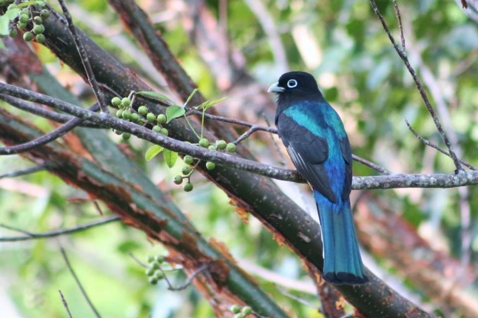 Black-headed Trogon - ML289110441