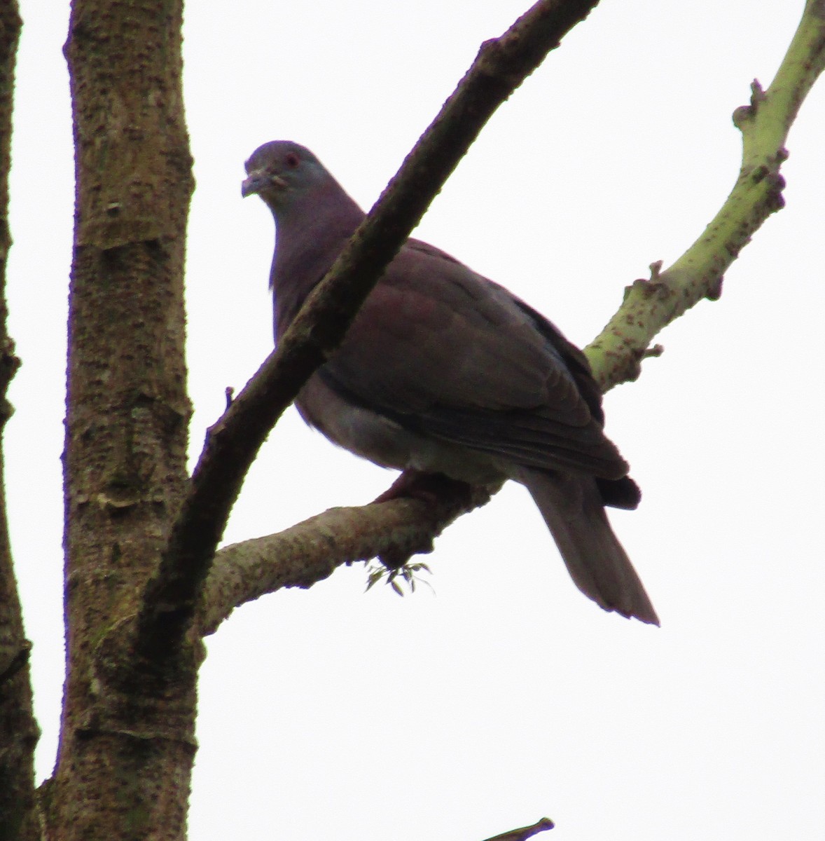 Pale-vented Pigeon - ML289110711