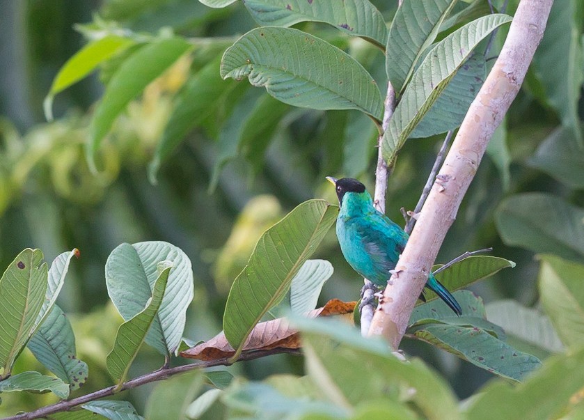 Green Honeycreeper - ML289111071