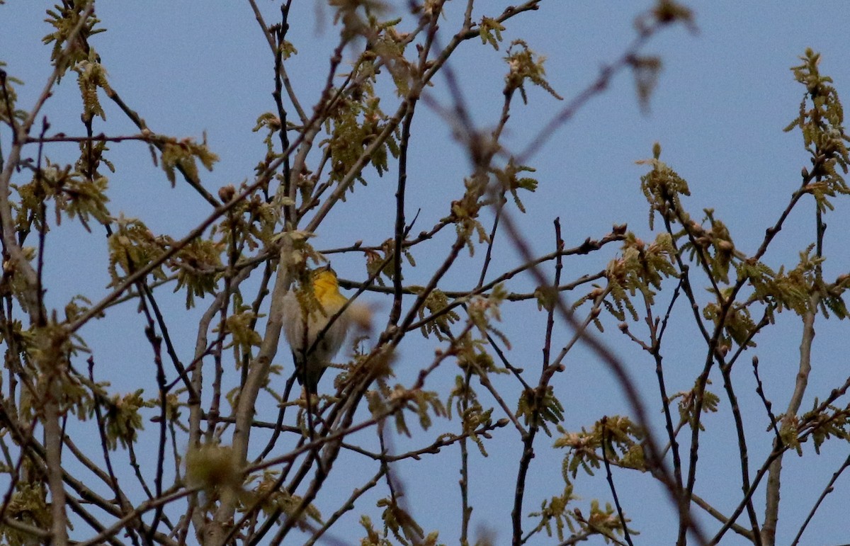 Yellow-throated Vireo - ML28911191