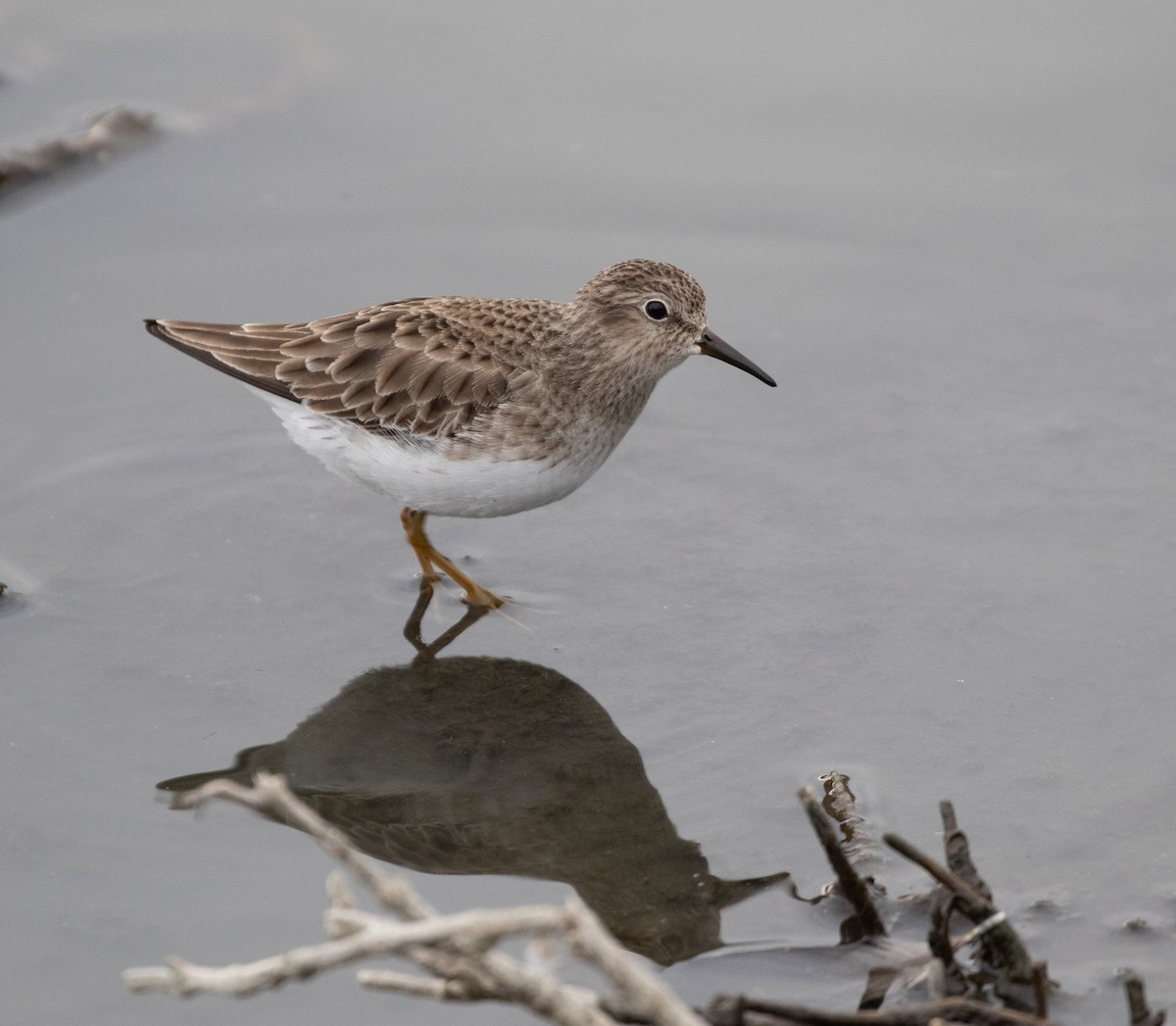 Least Sandpiper - ML289113211