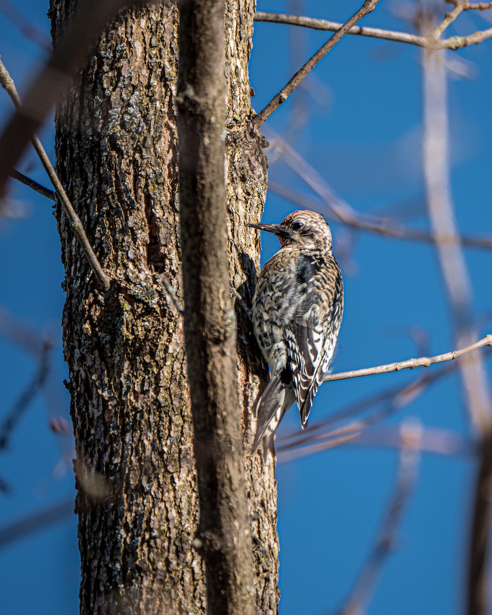 Yellow-bellied Sapsucker - Ryder Shelley
