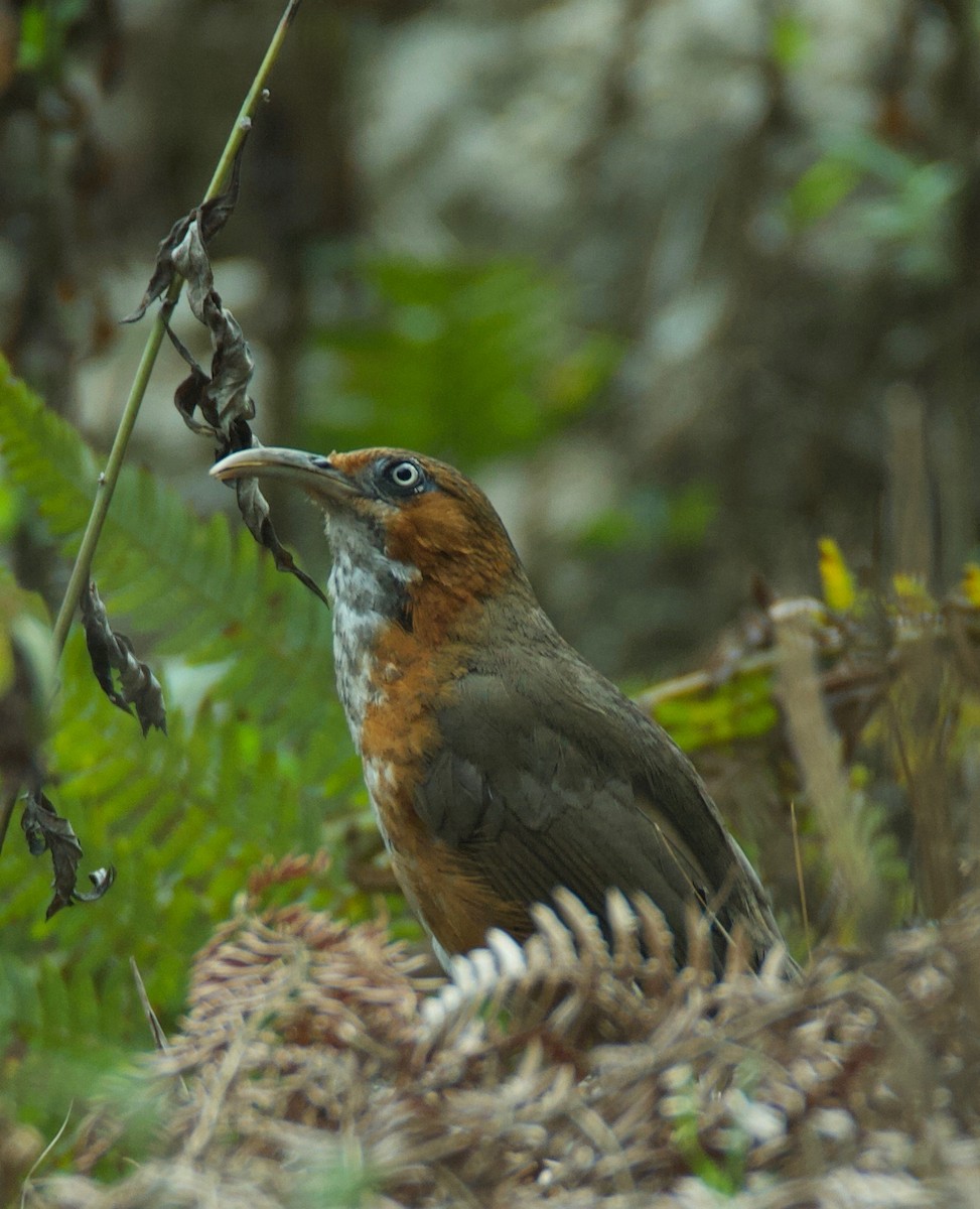 Rusty-cheeked Scimitar-Babbler - ML289115191