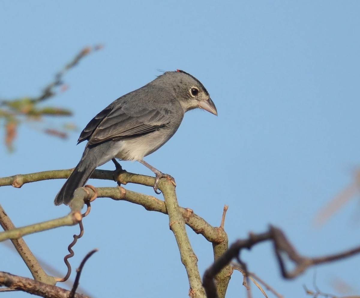 Pileated Finch - ML289115991