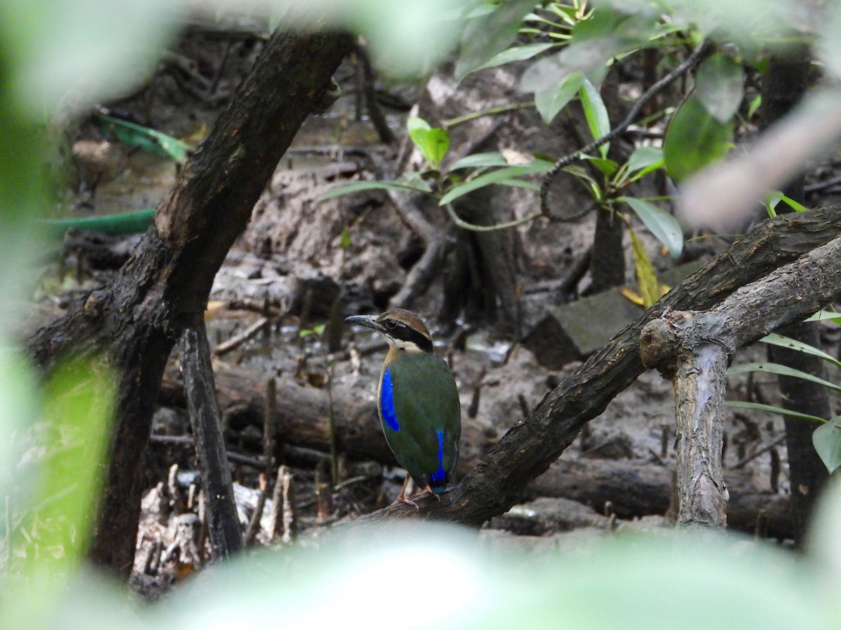 Mangrove Pitta - ML289118671