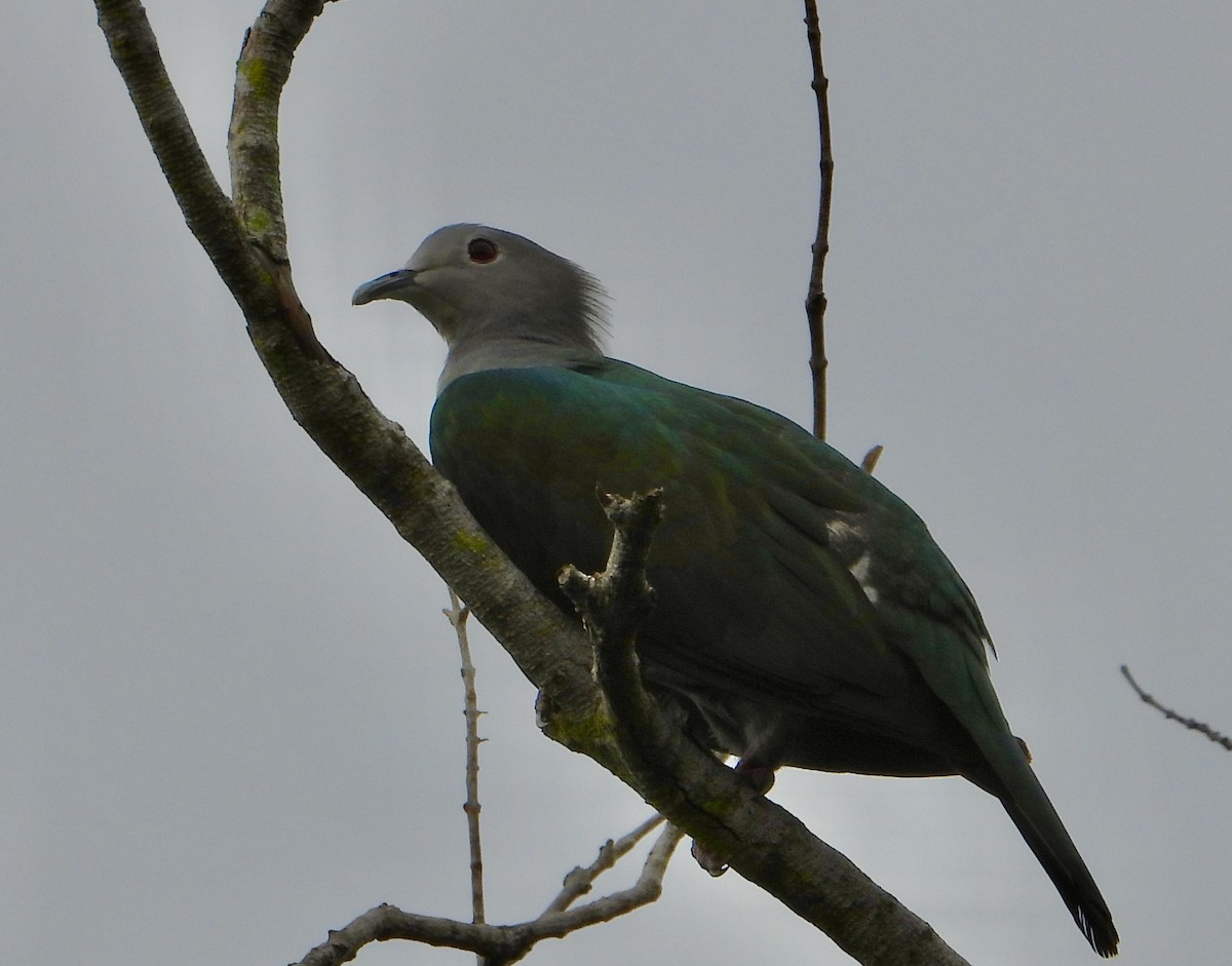 Green Imperial-Pigeon - ML289118751