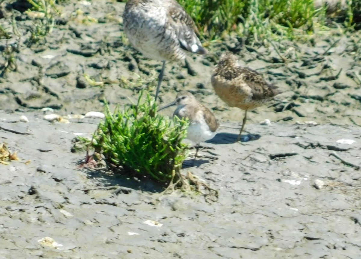 Dunlin - ML289119361