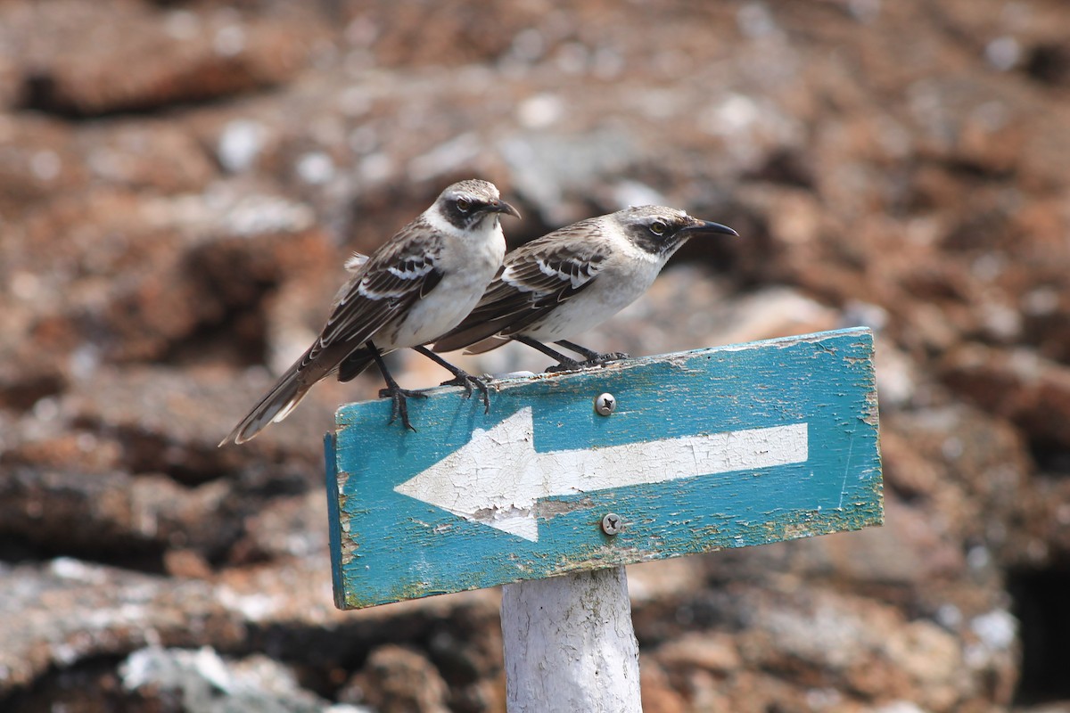 Galapagos Mockingbird - ML289119911