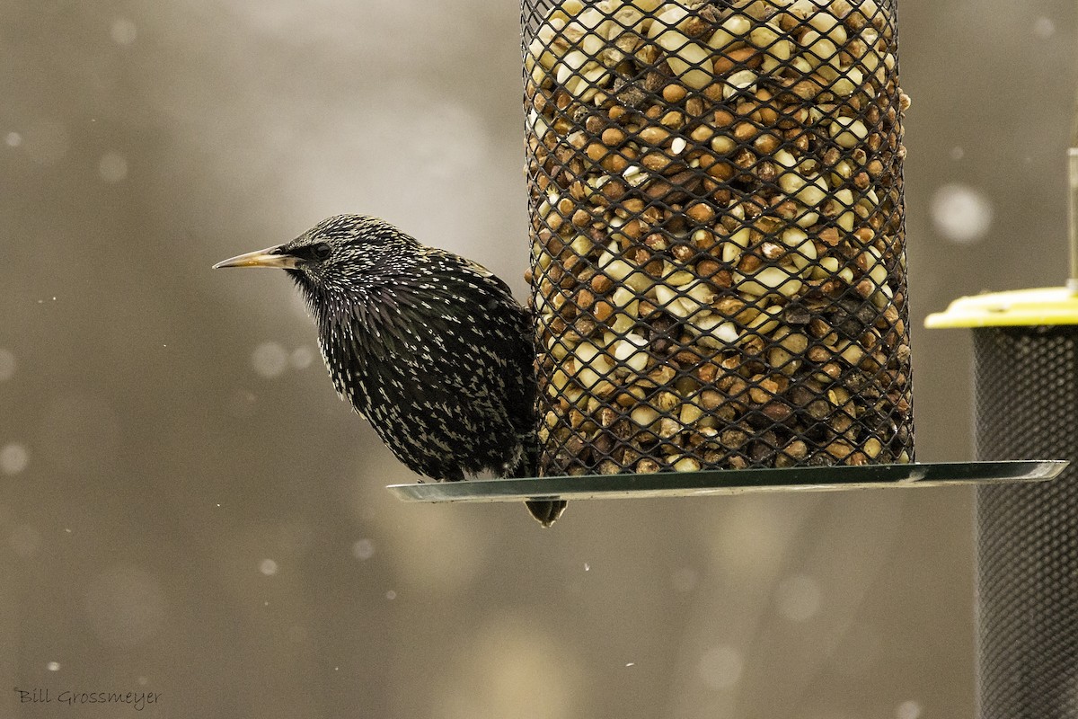 European Starling - ML289120211