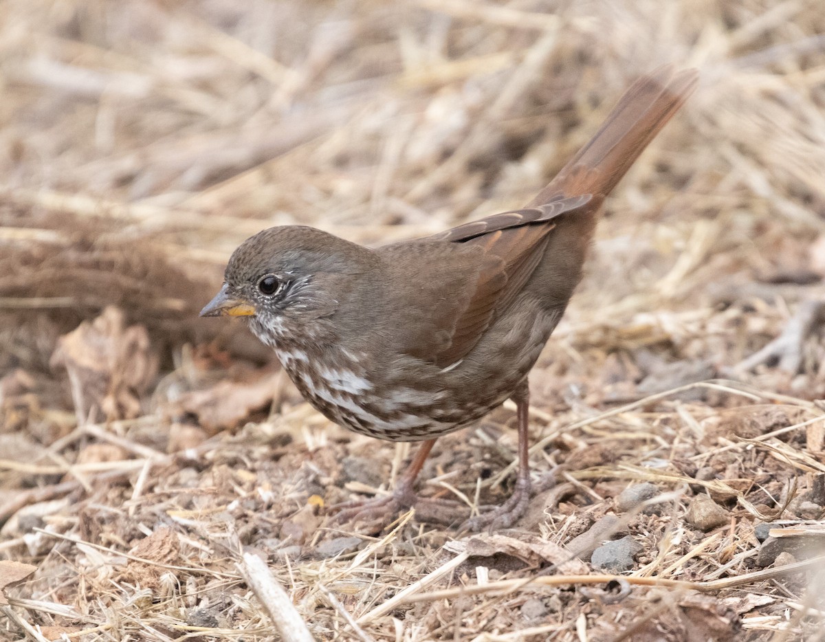 Fox Sparrow - Lindy Fung