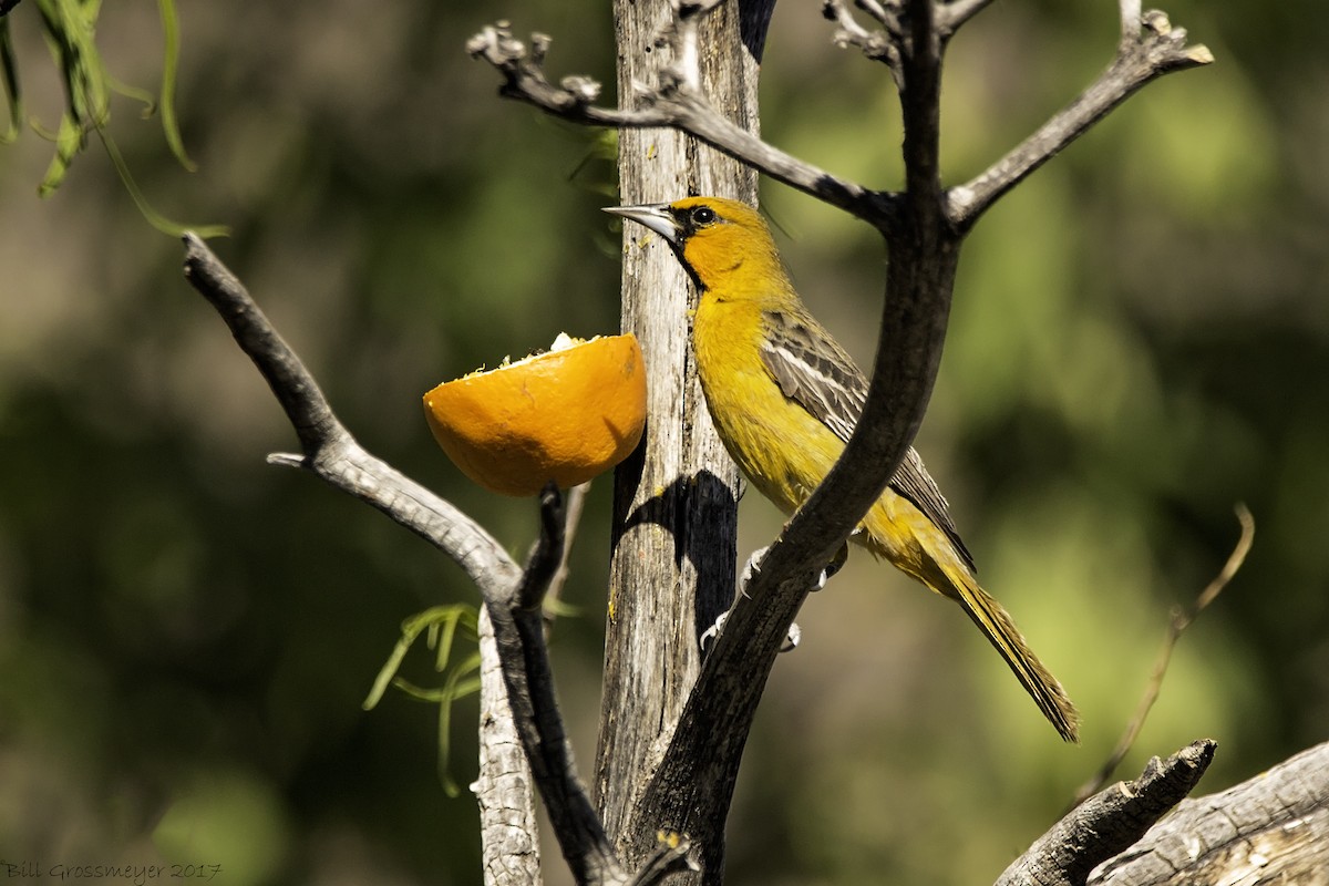 Oriole à dos rayé - ML289121171