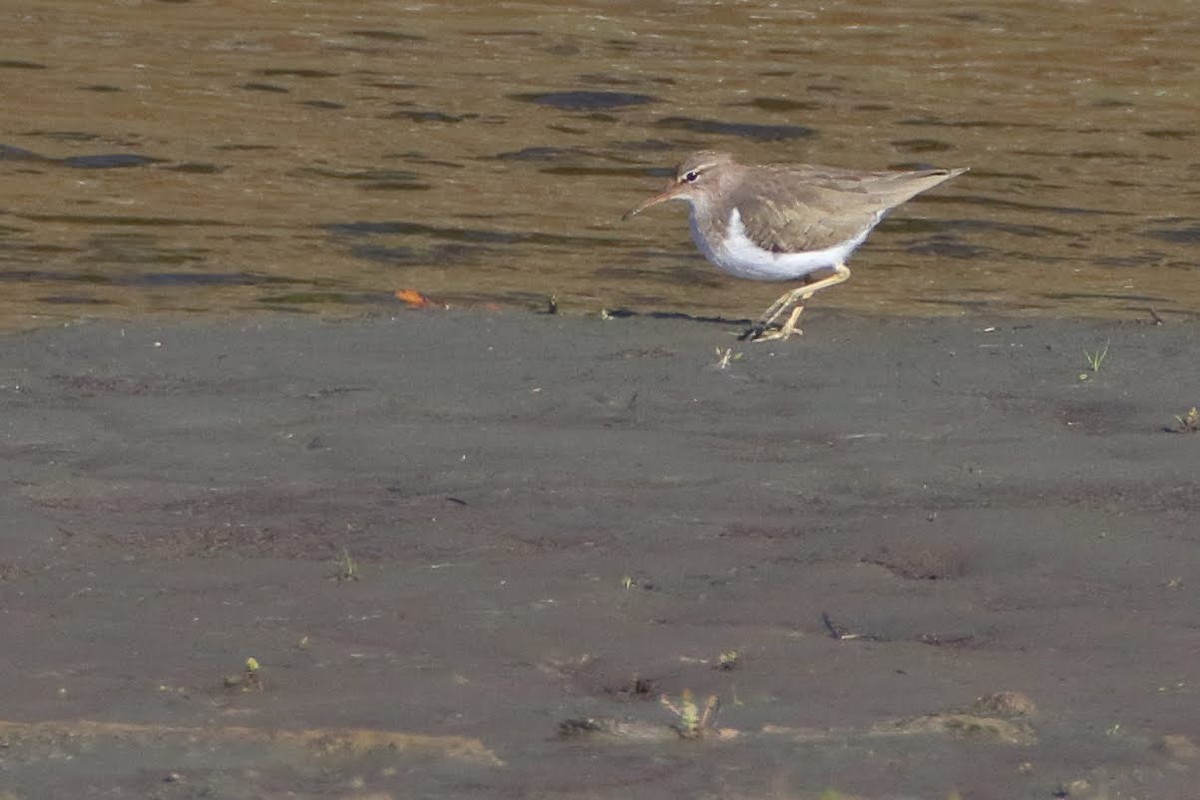 Spotted Sandpiper - ML289121221