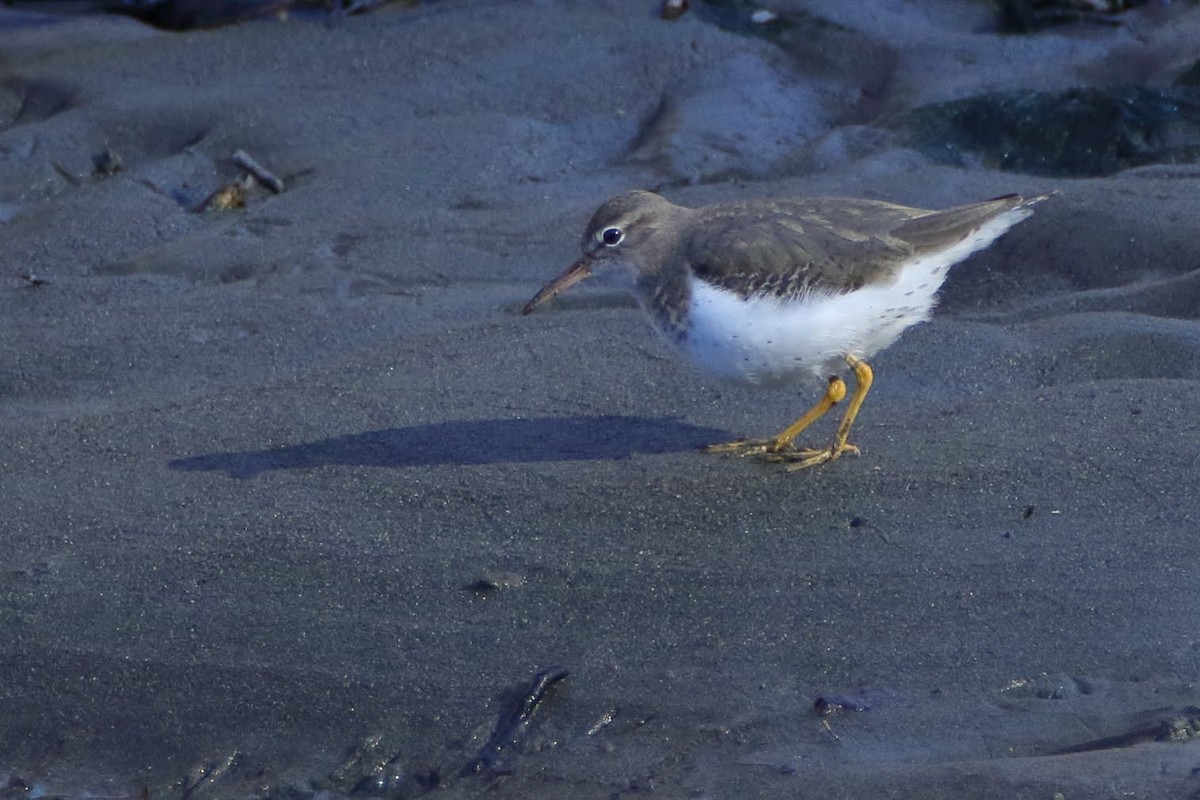 Spotted Sandpiper - Keith Leland