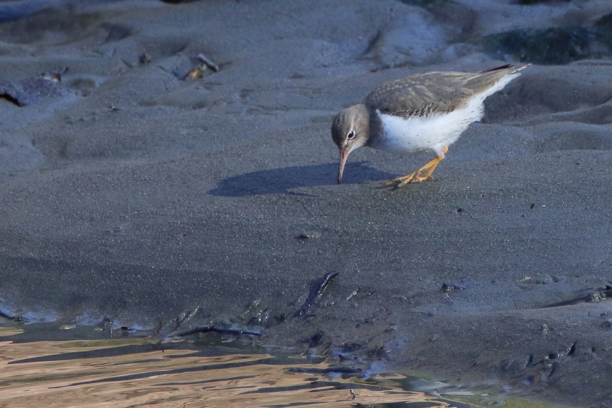 Spotted Sandpiper - Keith Leland