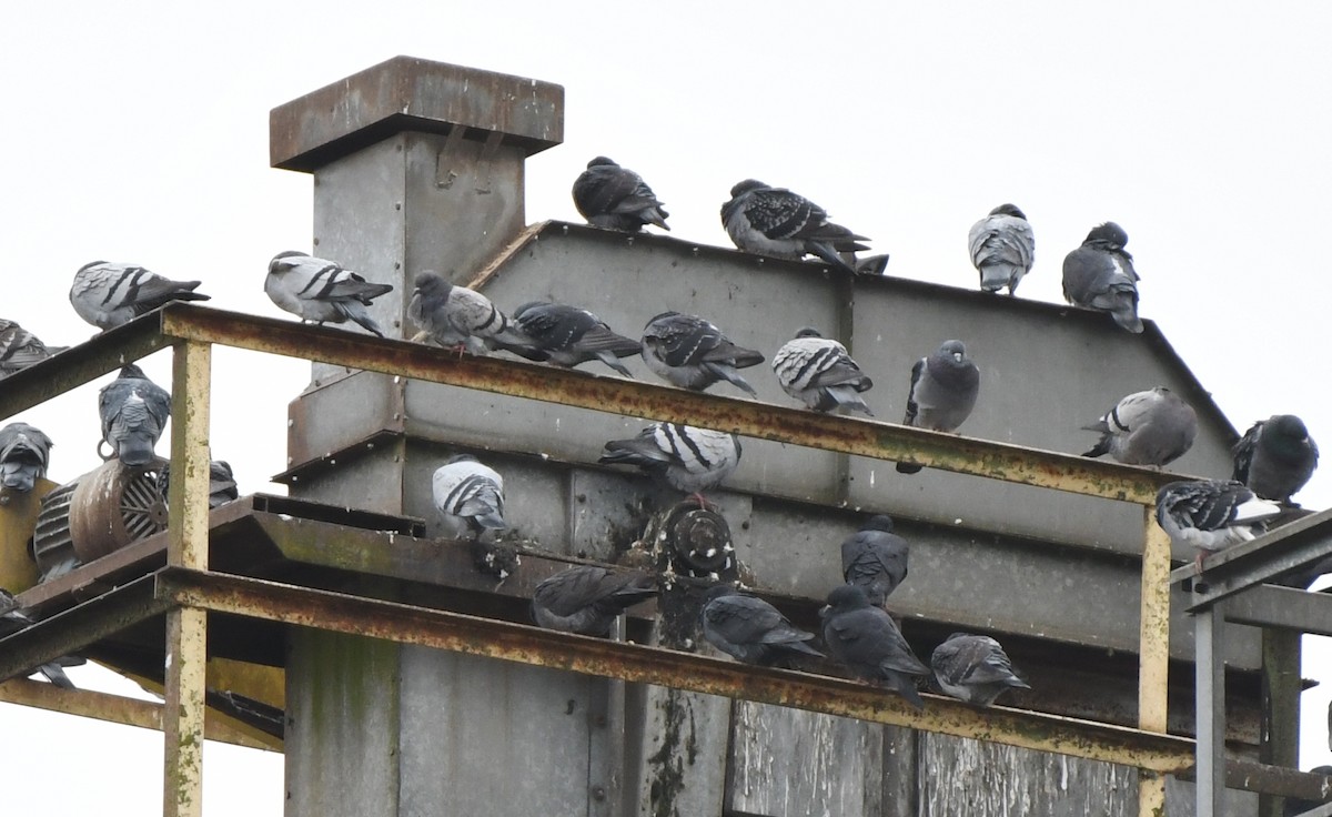 Rock Pigeon (Feral Pigeon) - ML289121401