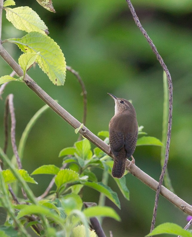 Southern House Wren - ML289122191