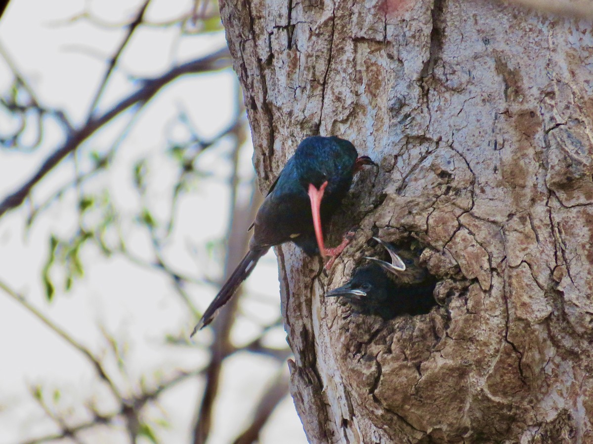 Green Woodhoopoe - Jane Stavert