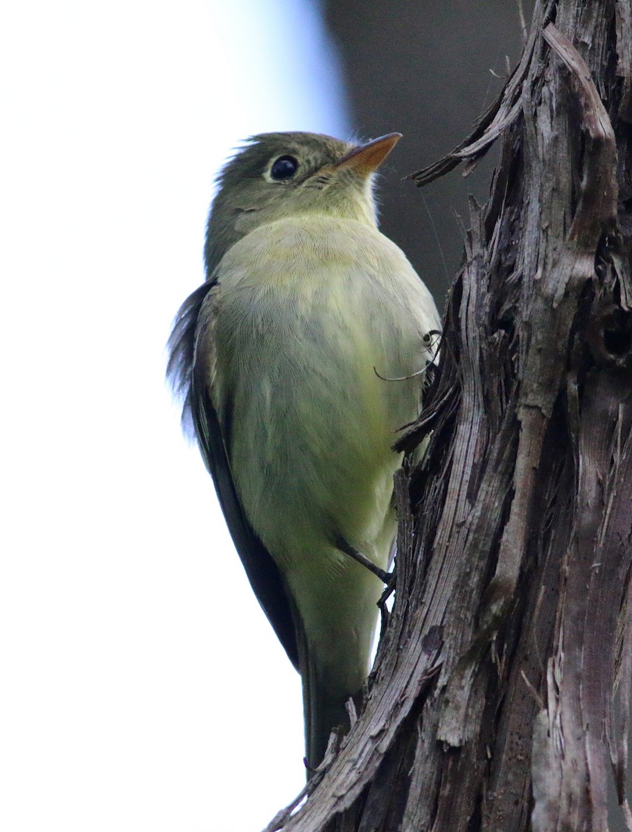 Yellow-bellied Flycatcher - Greg Prelich