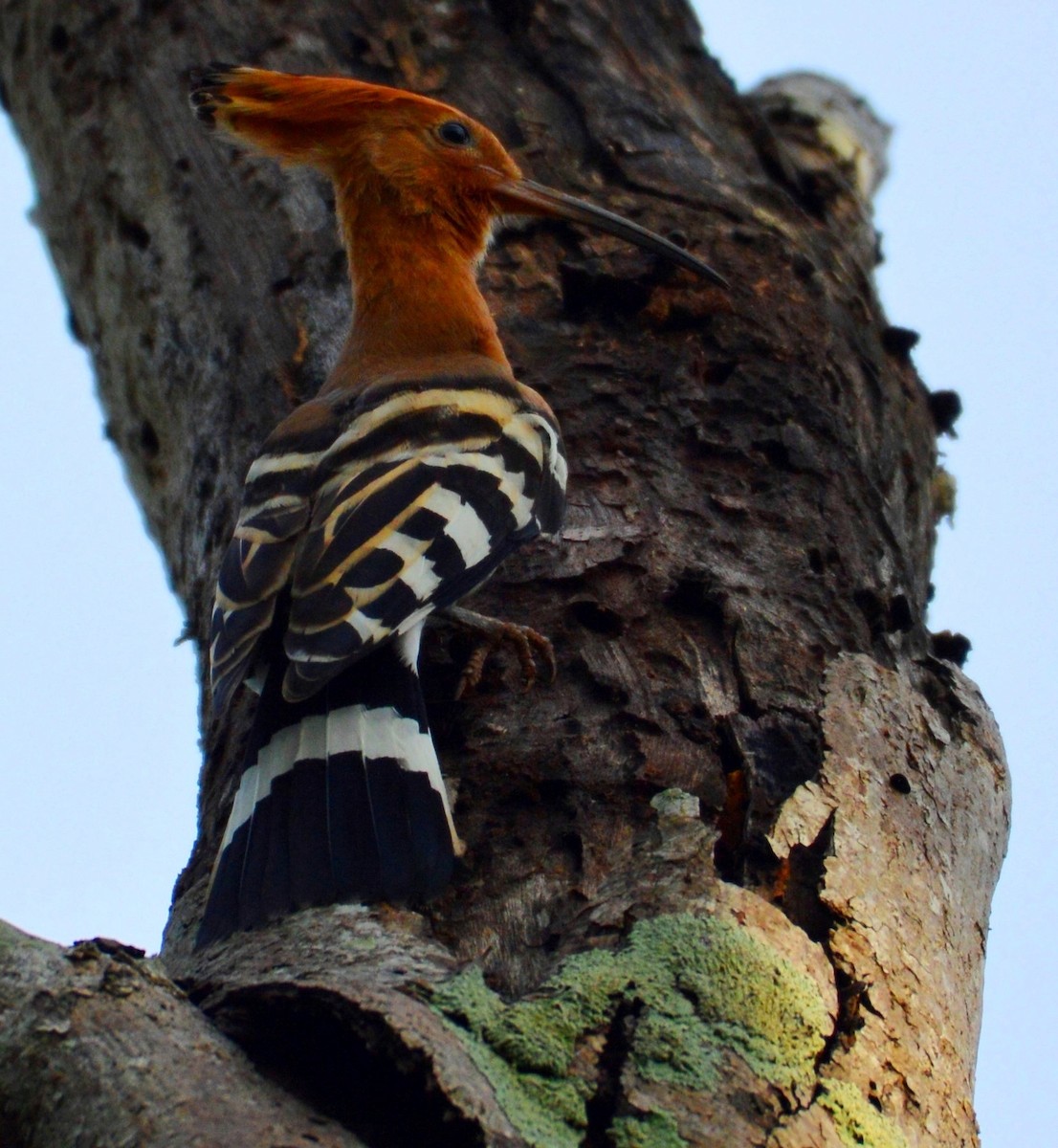 Eurasian Hoopoe - ML289124431