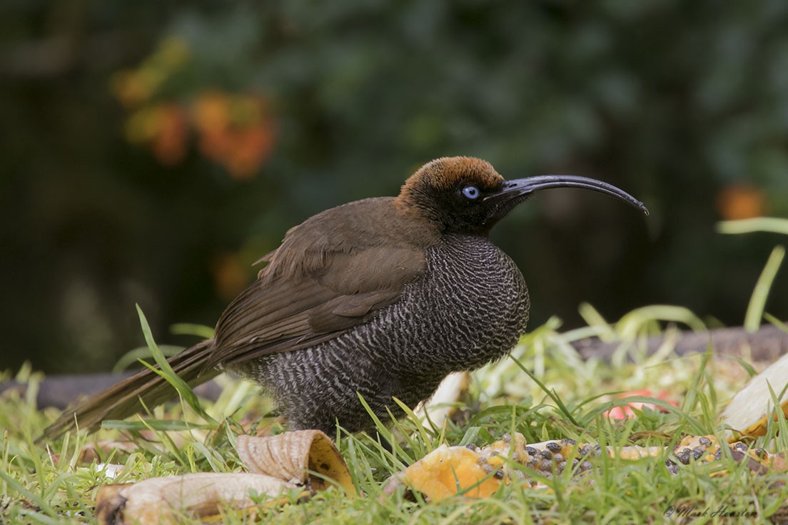 Brown Sicklebill - ML289129811