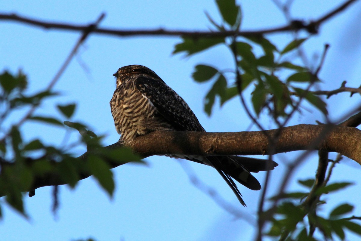 Common Nighthawk - ML28912991