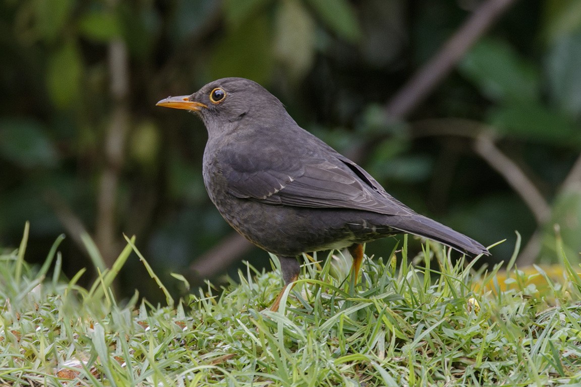 Island Thrush - Mick Greene