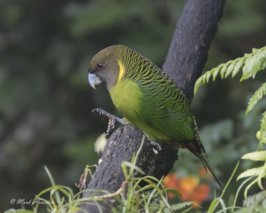 Brehm's Tiger-Parrot - ML289130431