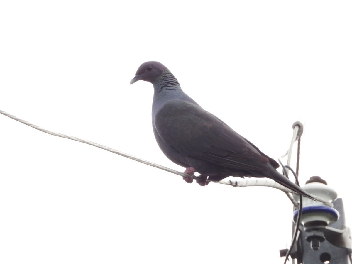 Black Wood-Pigeon - Aline Horikawa