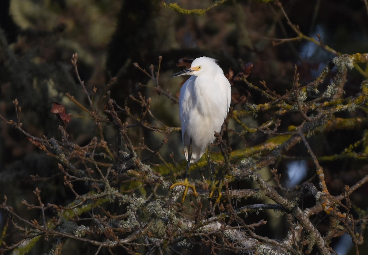 eBird Checklist - 17 Dec 2020 - Fern Ridge WMA--Kirk Park & Pond - 30 ...