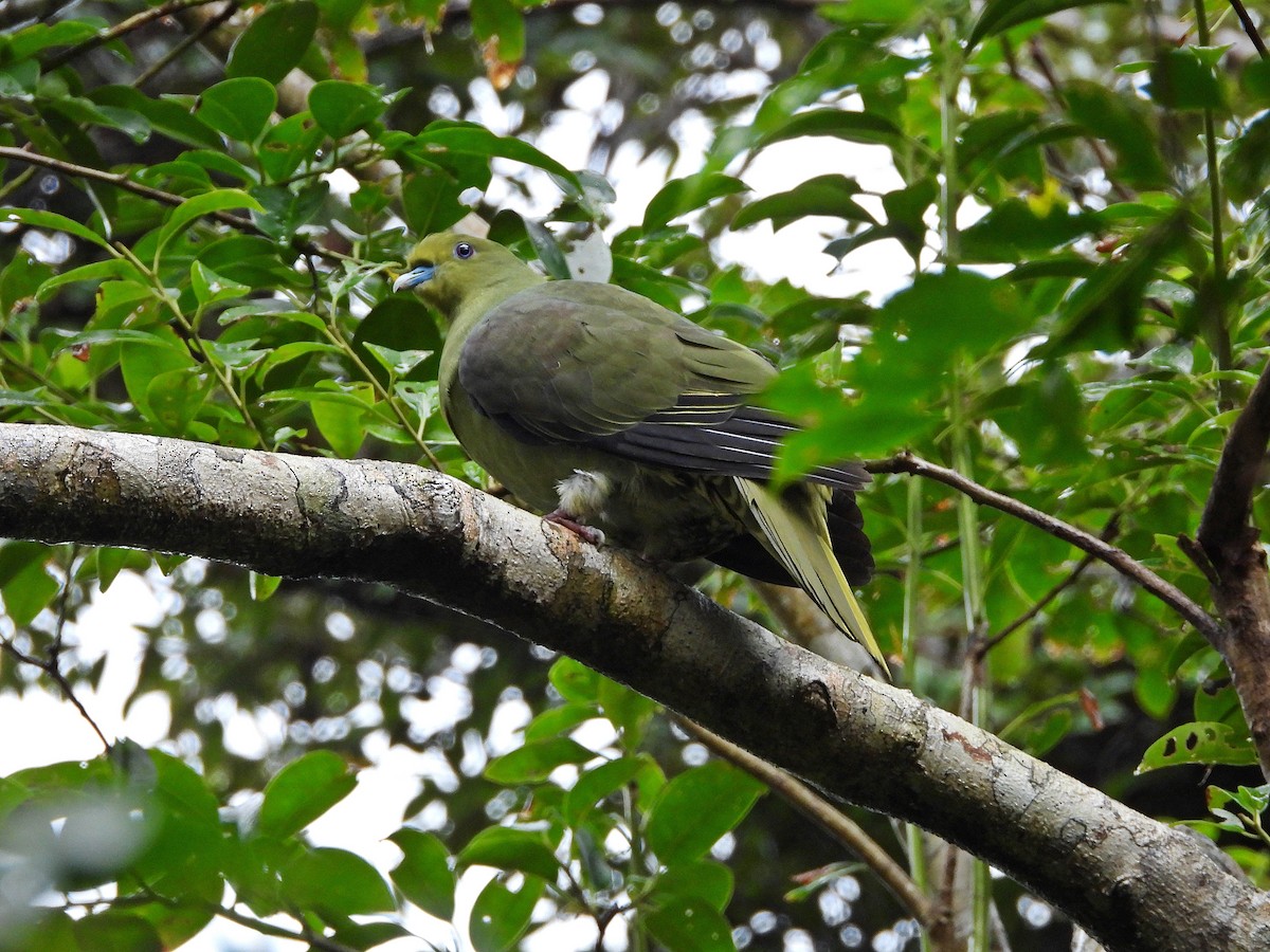 Whistling Green-Pigeon - ML289131801