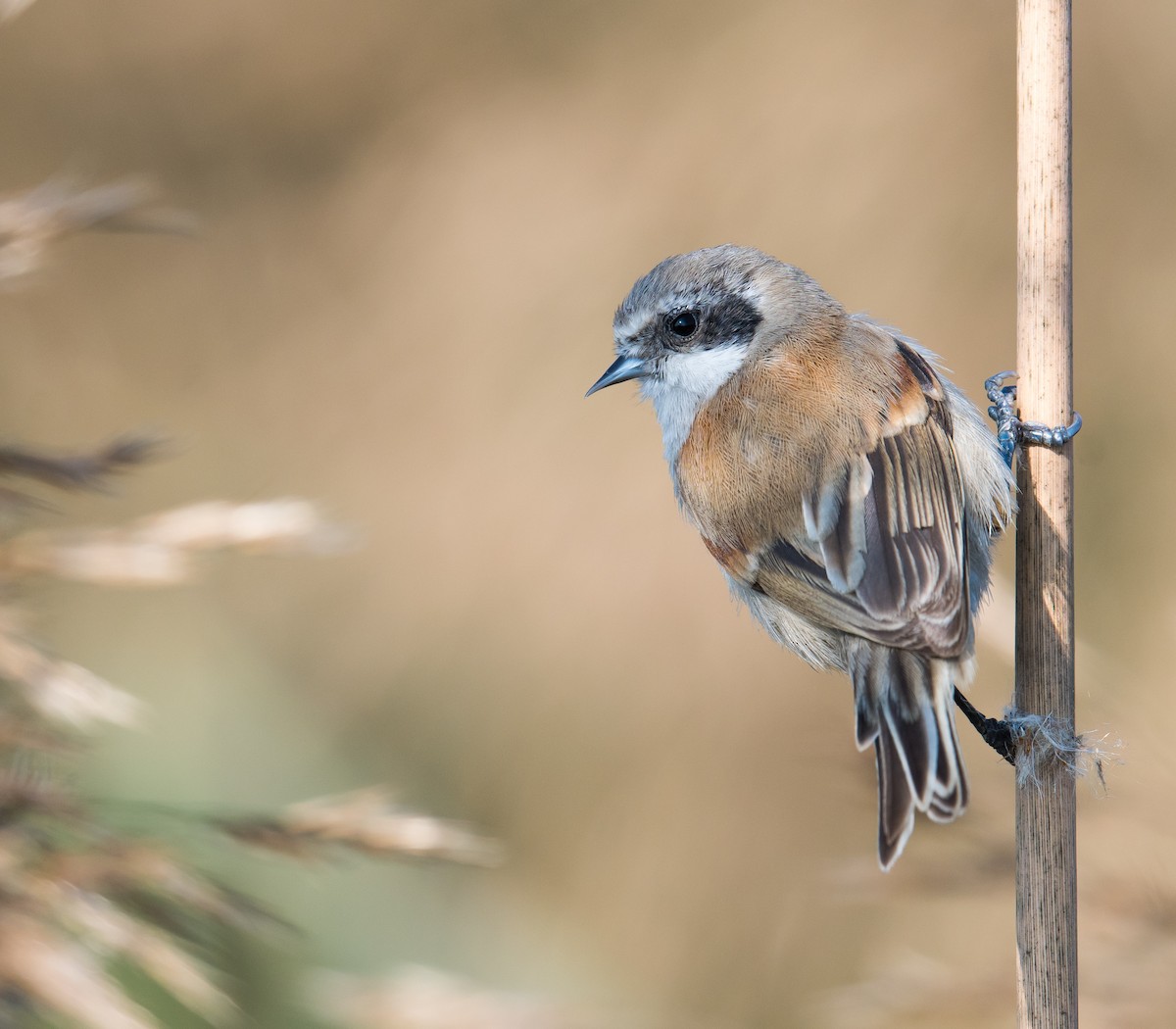 White-crowned Penduline-Tit - Harish Thangaraj